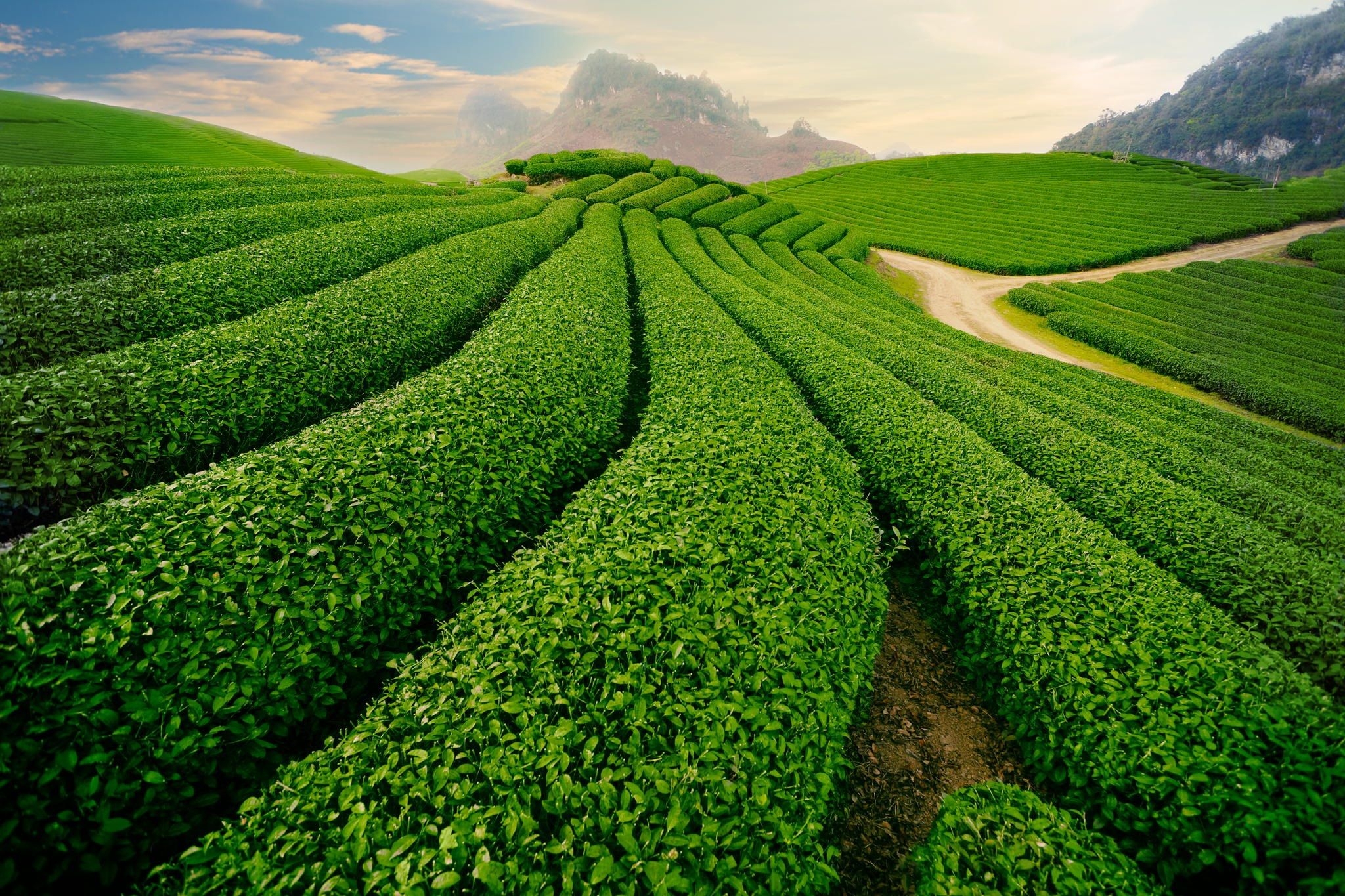 Bảo Lộc xanh ngát đồi chè với trà xanh Bảo Lộc - Trà Sơn Việt - Chuyên cung  cấp Trà Sâm Dứa, Trà túi lọc Atiso, Trà Xanh Hoa Lài