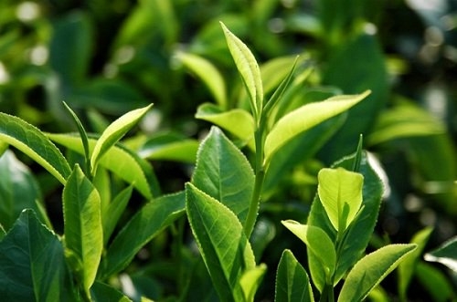 trà xanh Bảo Lộc 
